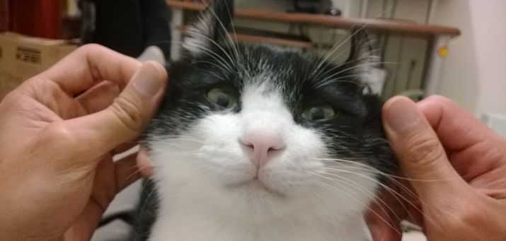 滿臉橫肉的必魯
